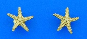 starfish post earrings, 14k