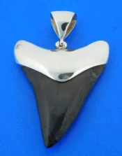 sterling silver shark tooth pendant