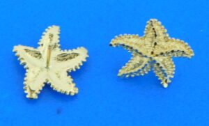 14k starfish post earrings