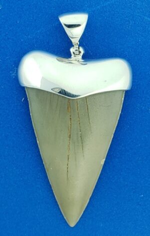 great white shark fossil tooth sterling silver