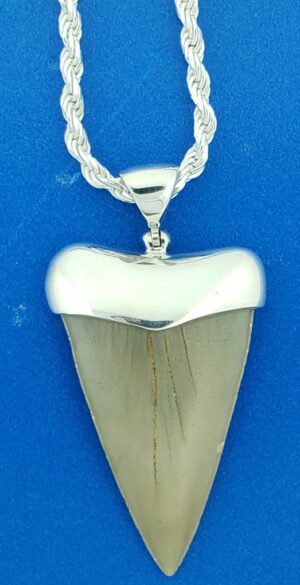 great white shark fossil tooth sterling silver